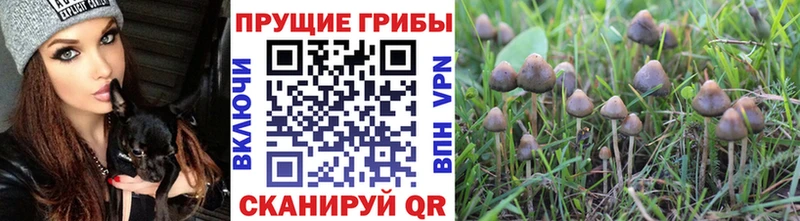 площадка состав  Бирюсинск  Псилоцибиновые грибы Cubensis  наркошоп 